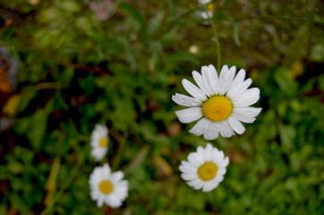 Large daisy in a forest