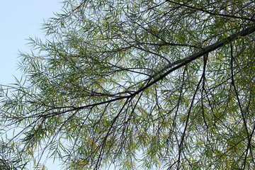 The leaves on the tree.