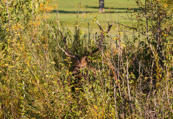 Bull Elk in Thicket