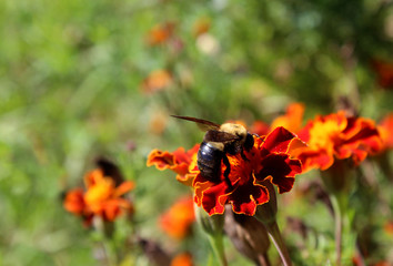 bee on marigold flower