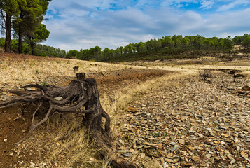Fototapeta na wymiar Roots in the dry creek. Landscape in the area of Granadilla. Extremadura, Spain.