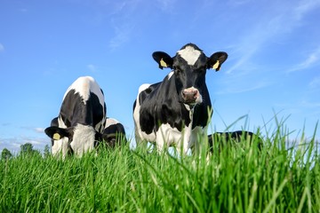 Rinder auf einer Weide am Abend am weiden © Countrypixel