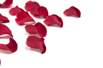 Fallen rose petals, isolated on white, selective focus