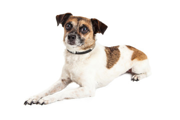 Wire-hair Jack Russel Terrier Crossbreed Dog