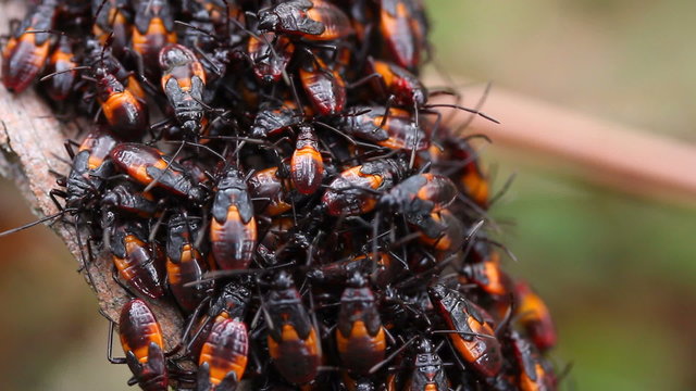 Nymph Assassin Bug Molting, this can protect them from preditors.