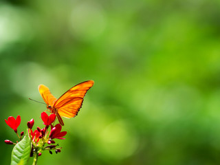 Butterfly on red flowers, green background.
