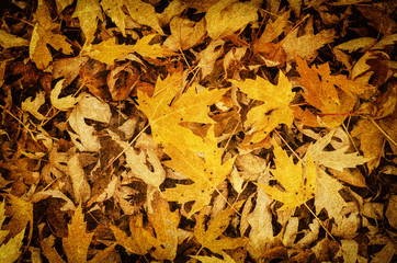 Autumn nature background