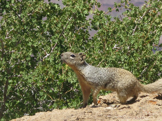 Squirrel closeup in Grand Canyon in Arizona United States in July.