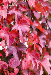 vine leaves
