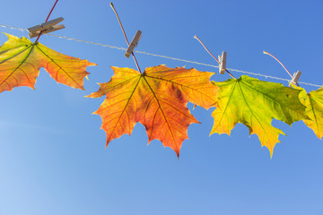 autumn leaves / Autumn leaves hanging on a leash