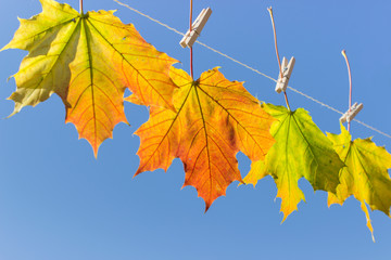 autumn leaves / Autumn leaves hanging on a leash