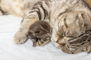 Naklejka na ściany i meble striped scottish fold cat with newborn kitten sleeping together with hugs