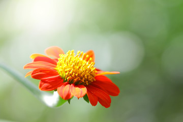 Zinnia flower