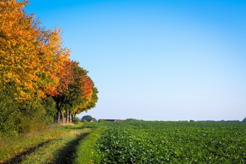 Herbstbäume, Feldweg, Feld