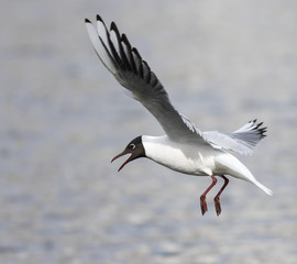 Fototapeta premium Common Black-headed Gull 