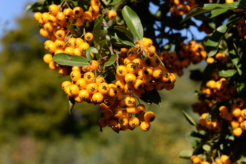 bunch of ripe rowanberries on twig