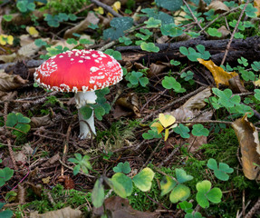 Fliegenpilz im M&auml;rchenwald