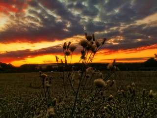Sonnenuntergang am Kornfeld