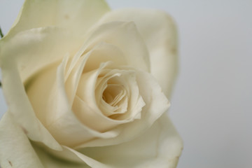 White beautiful rose. Fresh buds of a wonderful aroma.