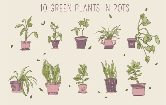Set of green plants in pots