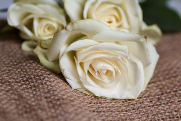 White beautiful rose. Fresh buds of a wonderful aroma.