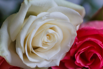 White beautiful rose. Fresh buds of a wonderful aroma.