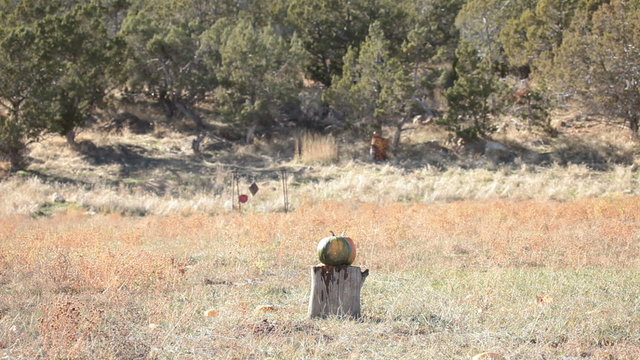 Pumpkin shot with muzzleloader rifle P HD 0475