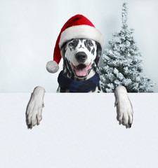 santa dog with  christmas ball on paw and a bell