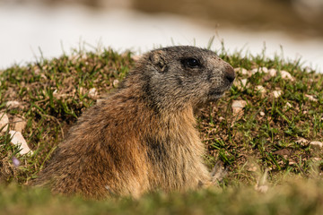 alert marmot
