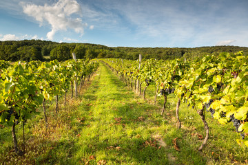 Fototapeta na wymiar Rows of vines in warm light