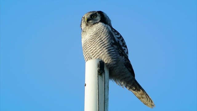 Northern Hawk Owl looking around from its position high up.