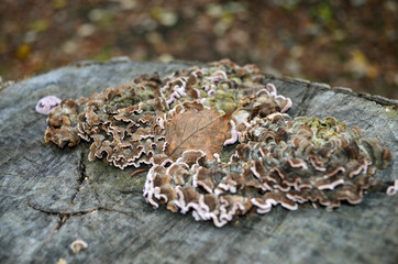 плесень и листик на спиленном тополе