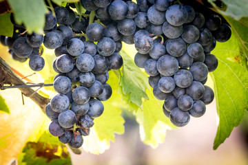 Ripe bunches of wine grapes on a vine in warm light