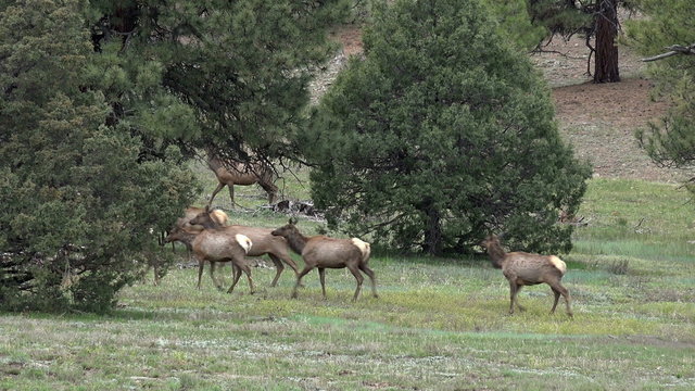 Wildlife Elk herd Rocky Mountains Colorado 4K 205