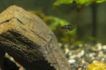 Amatitlania nigrofasciata , fish pouting baby