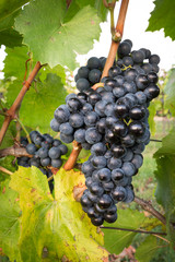 Ripe bunches of wine grapes on a vine in warm light