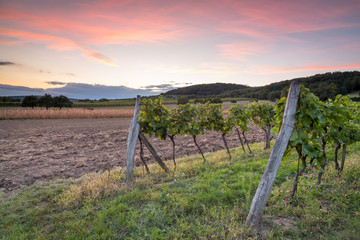 Fototapeta na wymiar Rows of vines after sunset