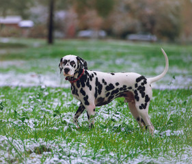 Portrait of black and white dalmatian dog