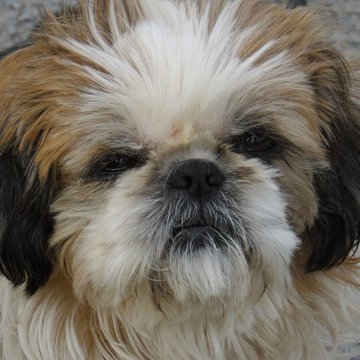 M&uuml;rrisch blickender Shih Tzu