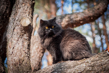 Obraz premium Cat on a tree