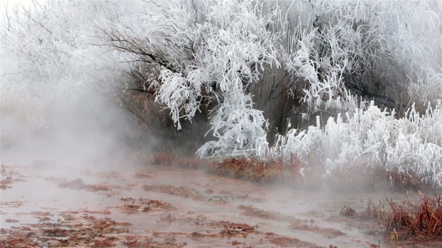 Hot natural springs hoar ice frost on trees HD 5074