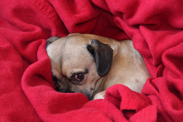 Kleiner Mops Mix im Versteck