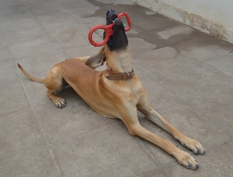 F&ecirc;mea da ra&ccedil;a dogue alem&atilde;o gigante