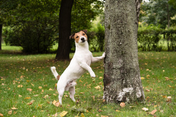 Cute dog at autumn park leaning on tree