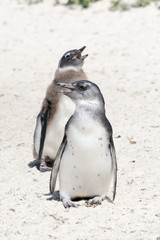 Two penguins at south african coast.