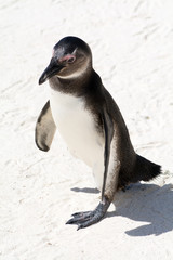 South African Penguin seen from above.