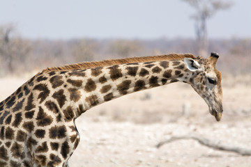 Giraffe lowering neck.