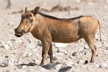 Warthog in the sun.