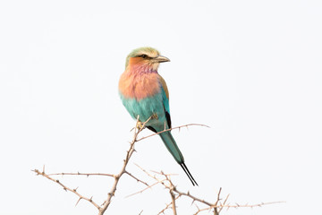 Lilac Breasted Roller.