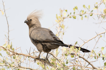 Grey Go-Away Bird in the trees.
